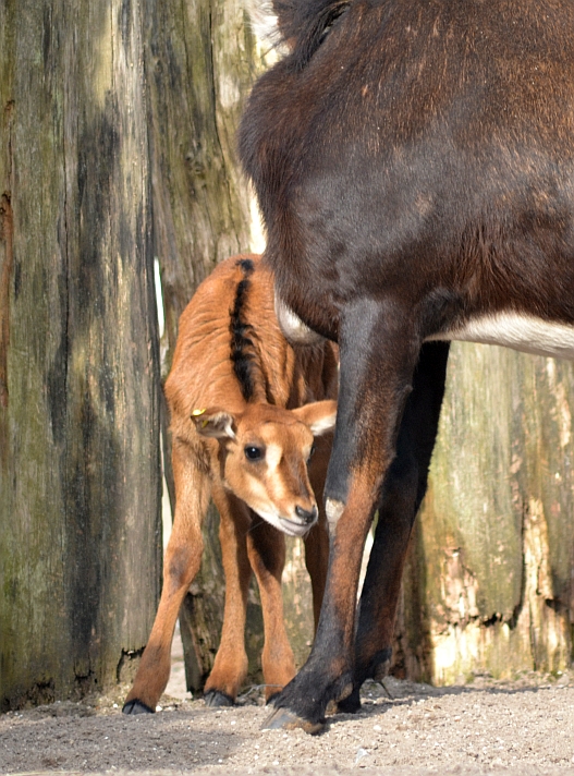 Young sable antelope
