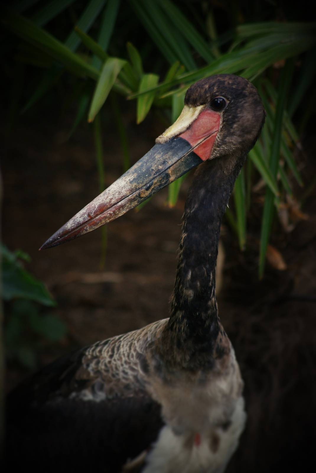 Young Saddle-billed stork