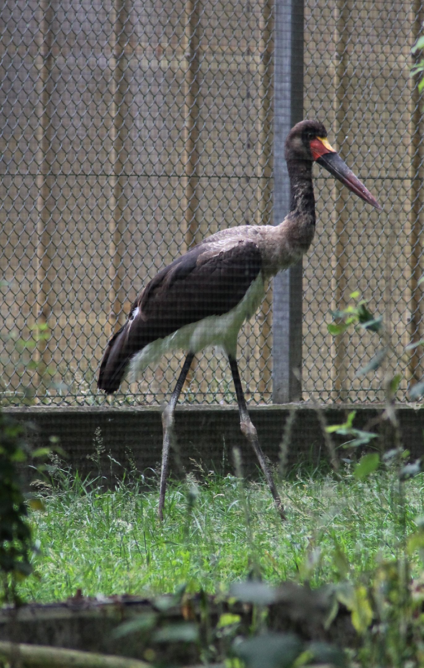 Young Saddle-billed stork