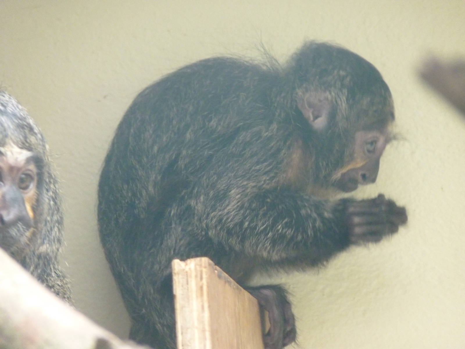Young Saki Monkey
