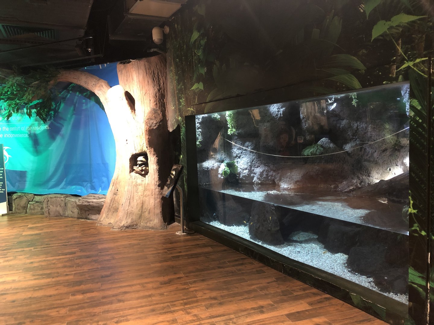 Young saltwater crocodiles and raccoon enclosure