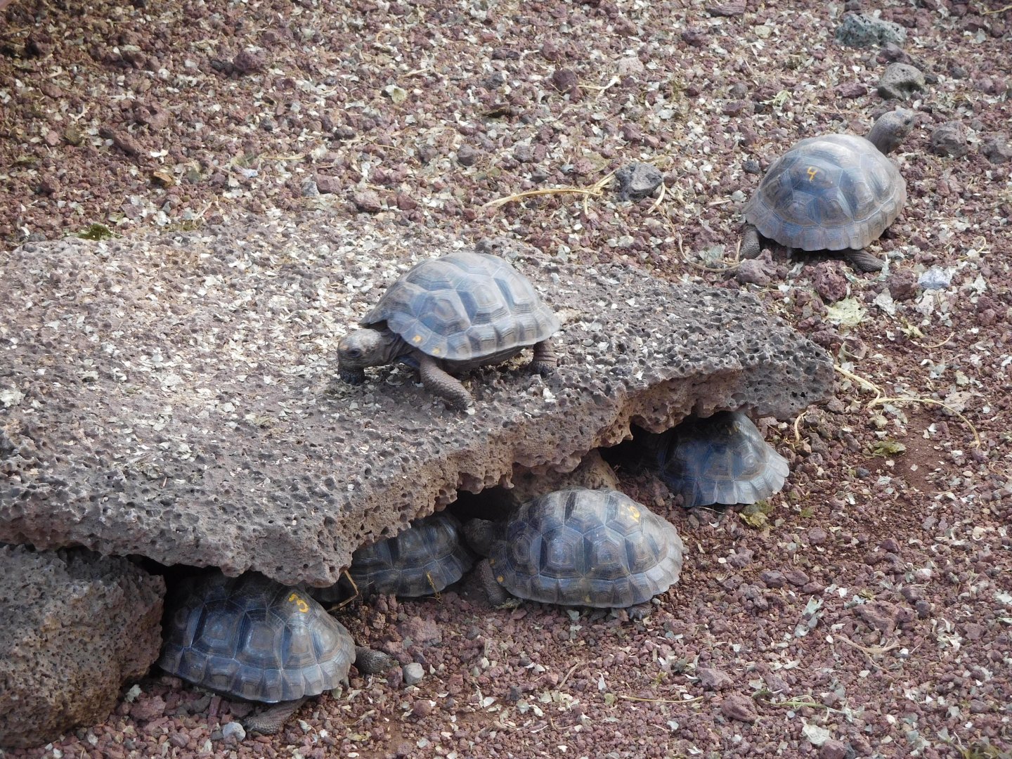 Young Santiago giant tortoises