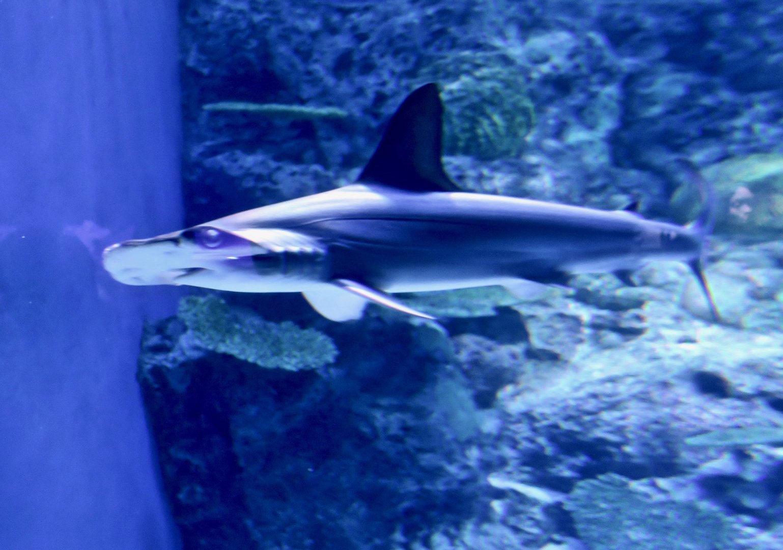 young Scalloped Hammerhead (Sphyrna lewini)