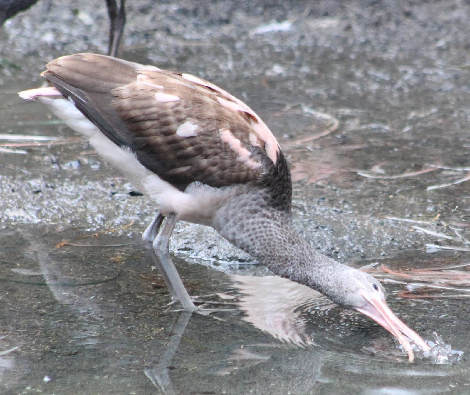 Young Scarlet ibis