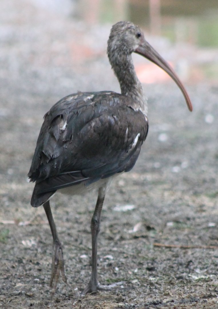Young Scarlet ibis