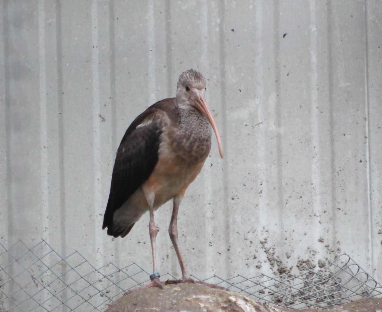 Young Scarlet ibis