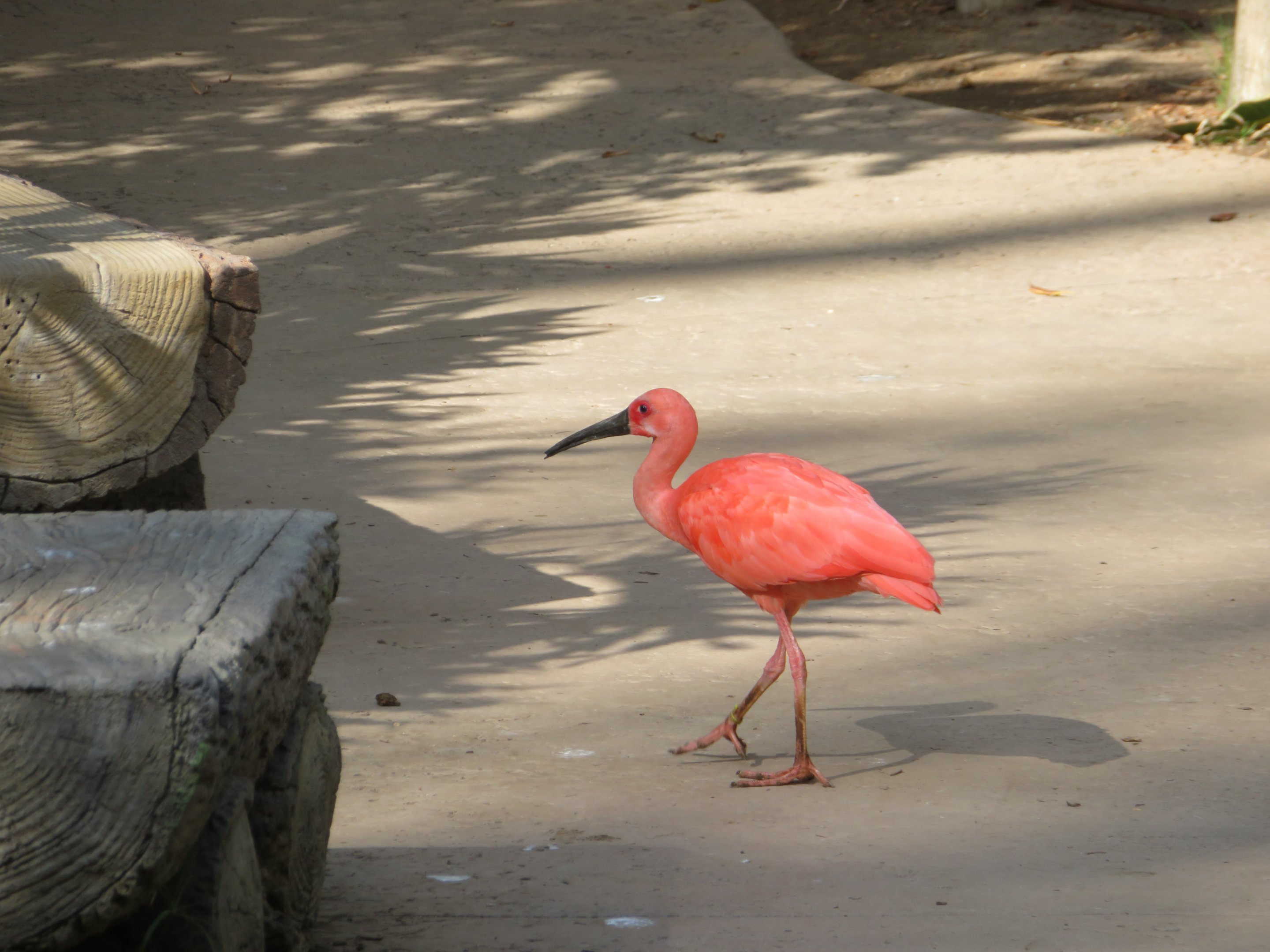 Young Scarlet Ibis