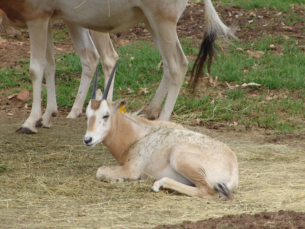 Young Scimitar-horned Oryx (Oryx dammah)
