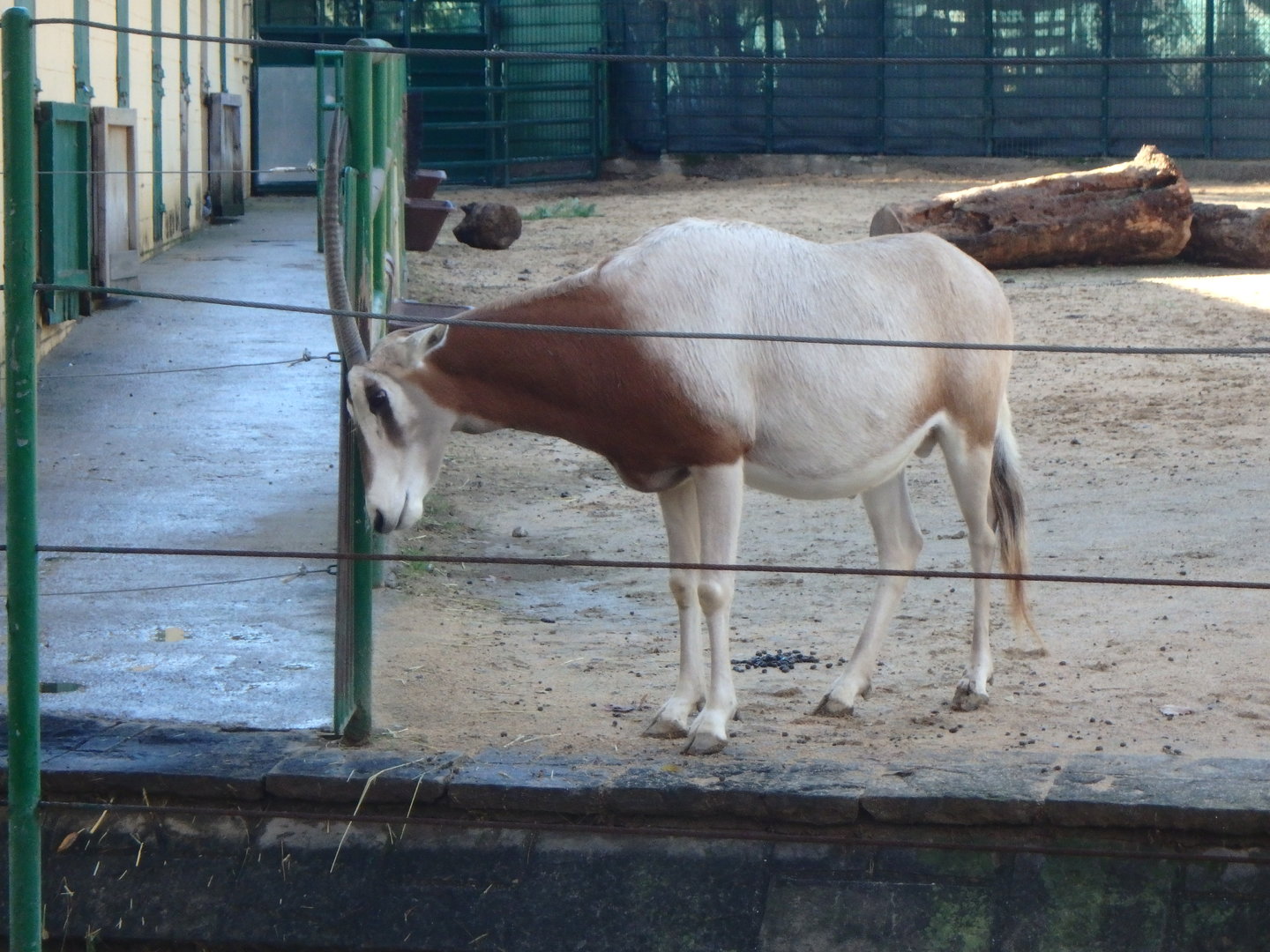 Young scimitar-horned oryx