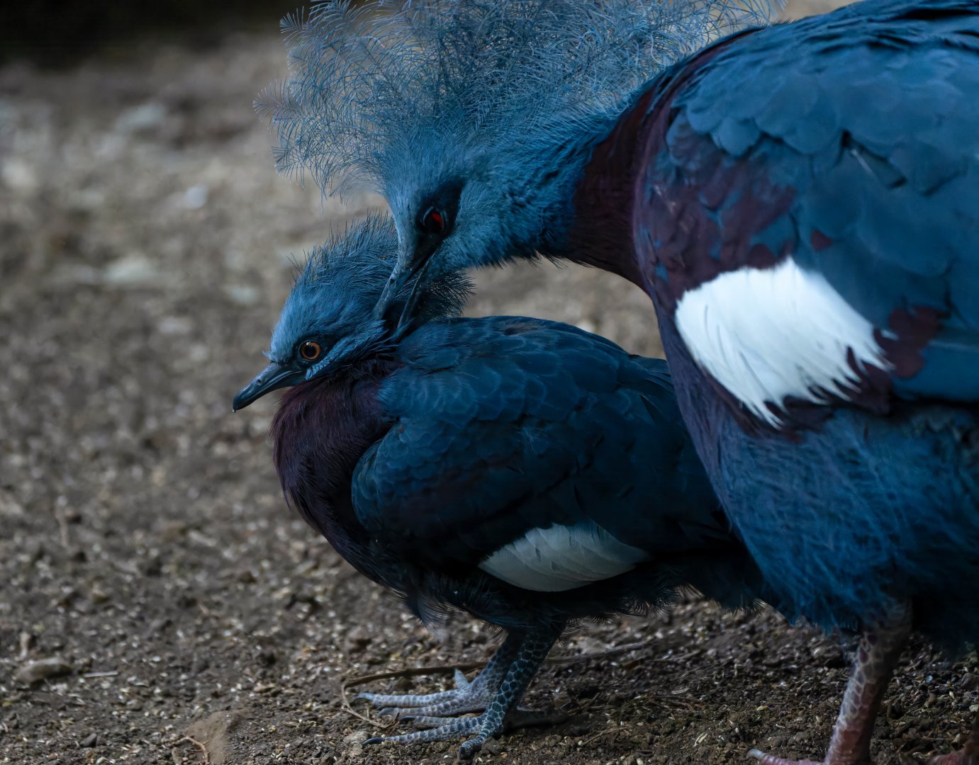 Young Sclater's crowned pigeon, CWP, UK