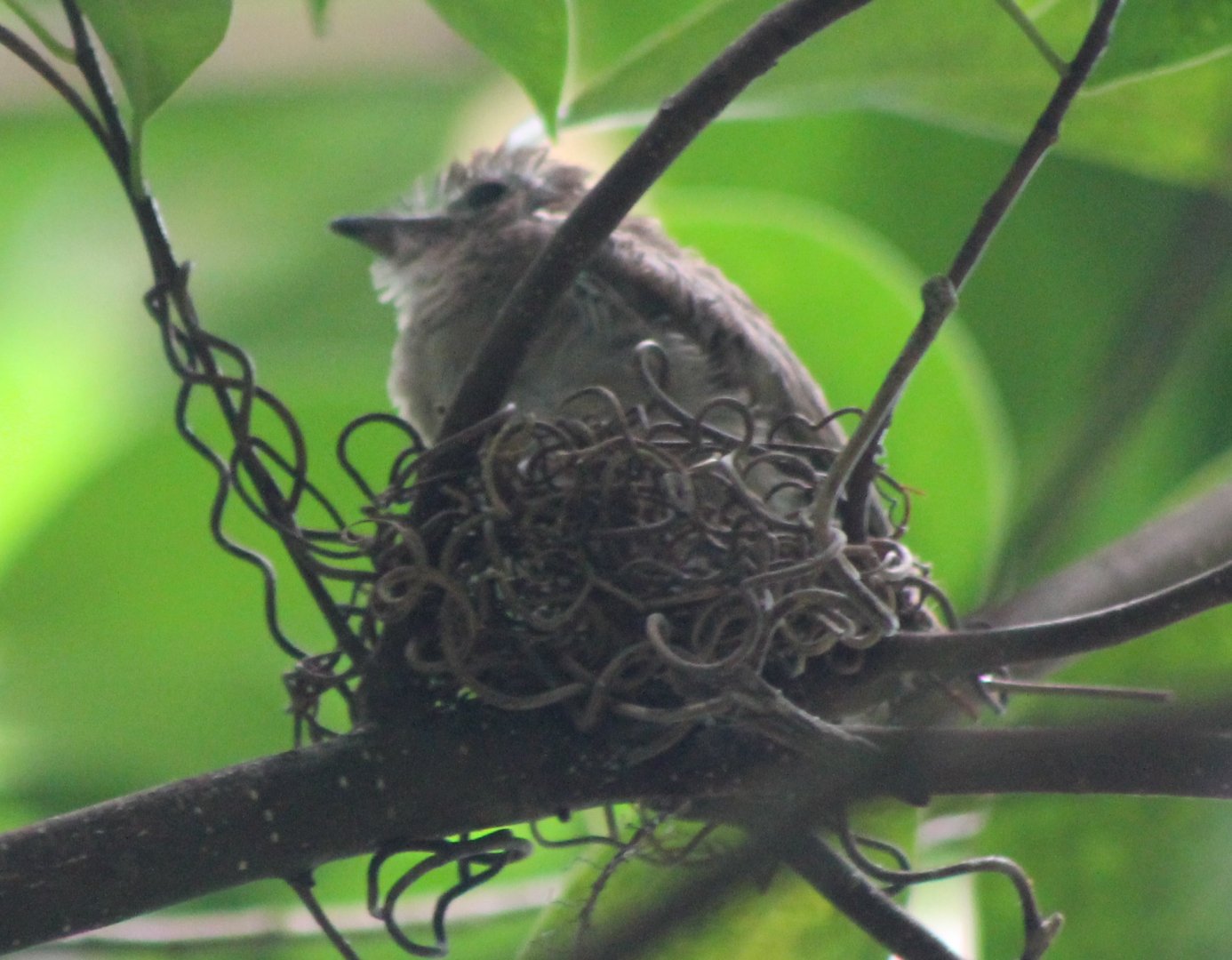 Young Screaming piha at the nest