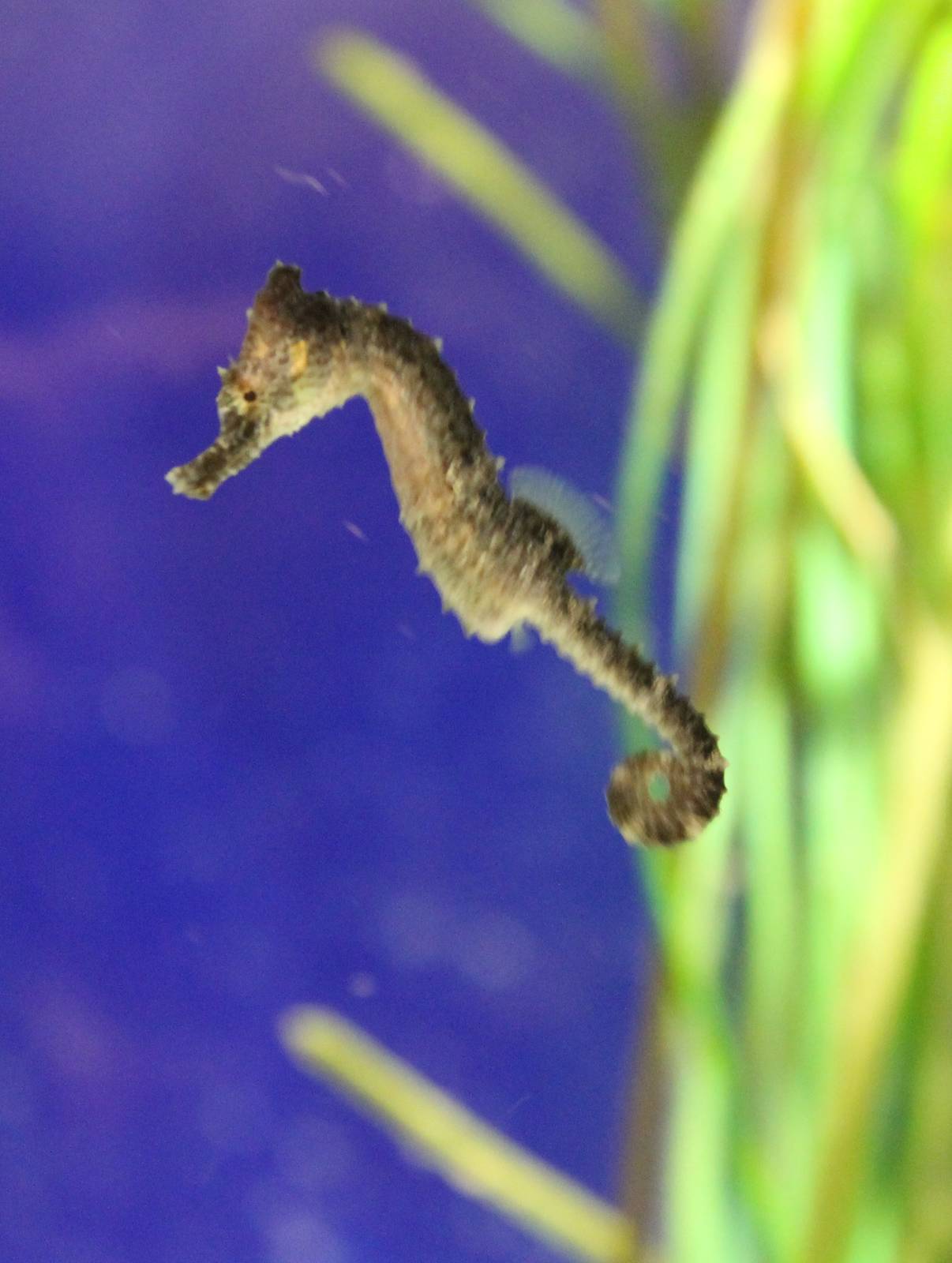 Young Sea horse