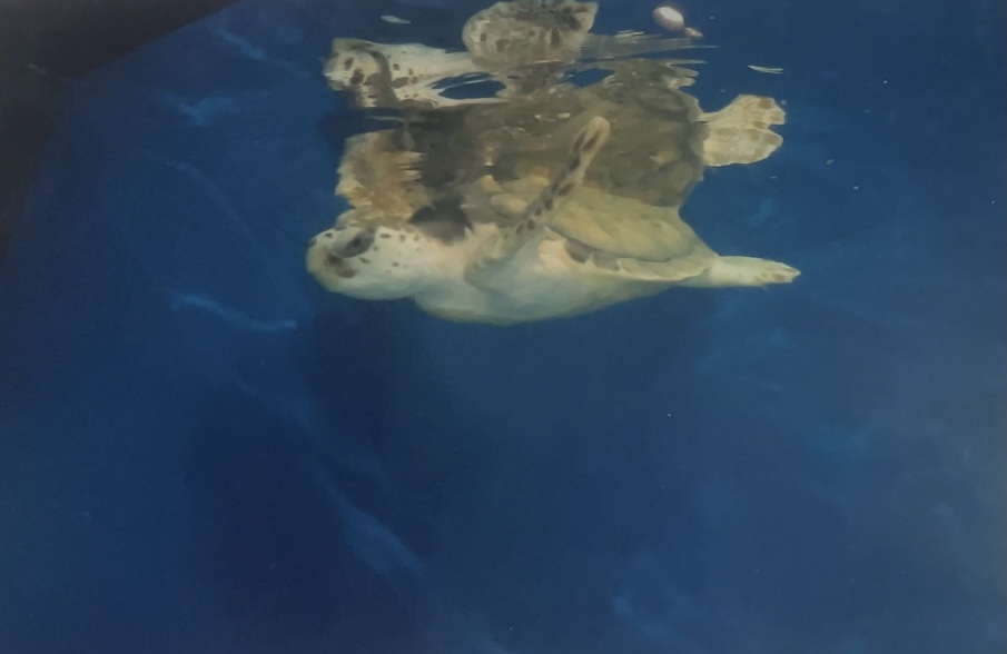 Young sea turtle 2015
