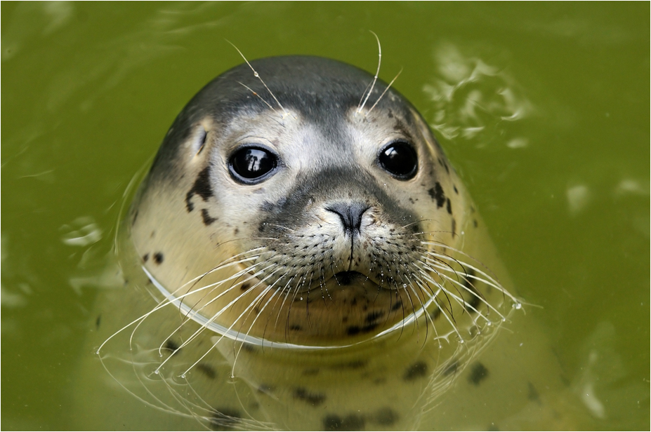 Young seal at Neumünster