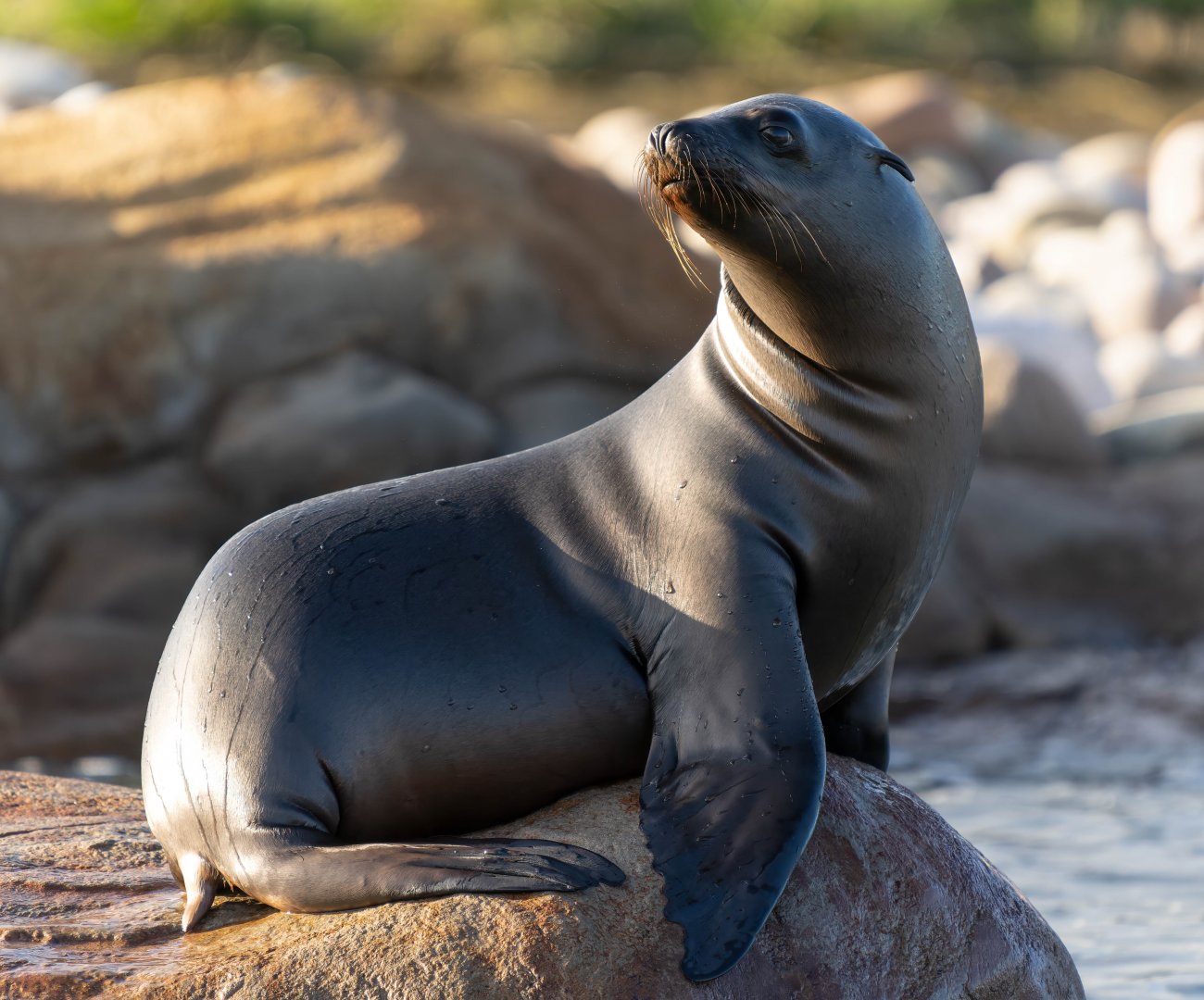 Young sealion, YWP, UK