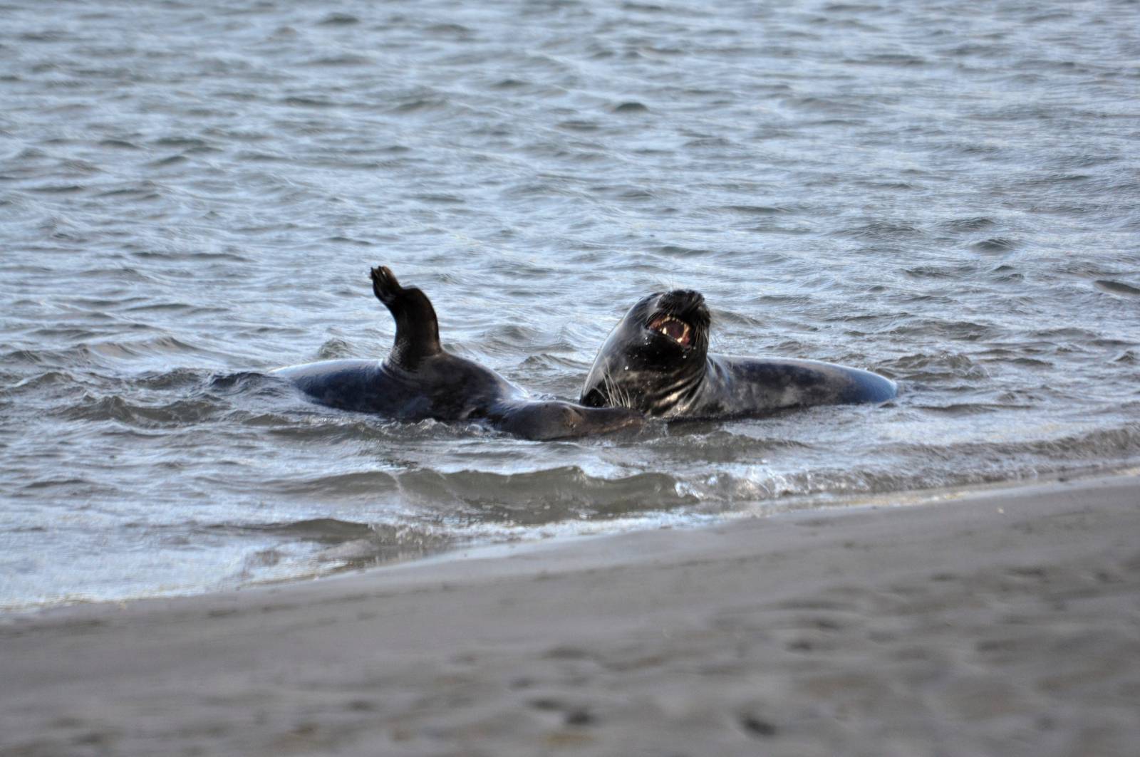 Young seals playing on the beach - Bull Island, Dublin