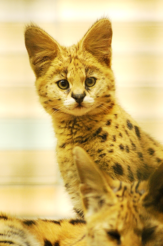 Young Serval at Tierpark Berlin