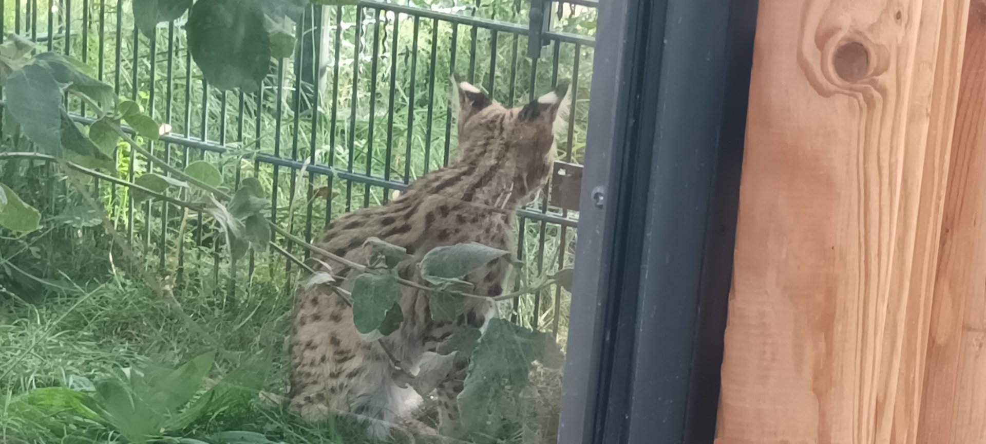 Young Serval