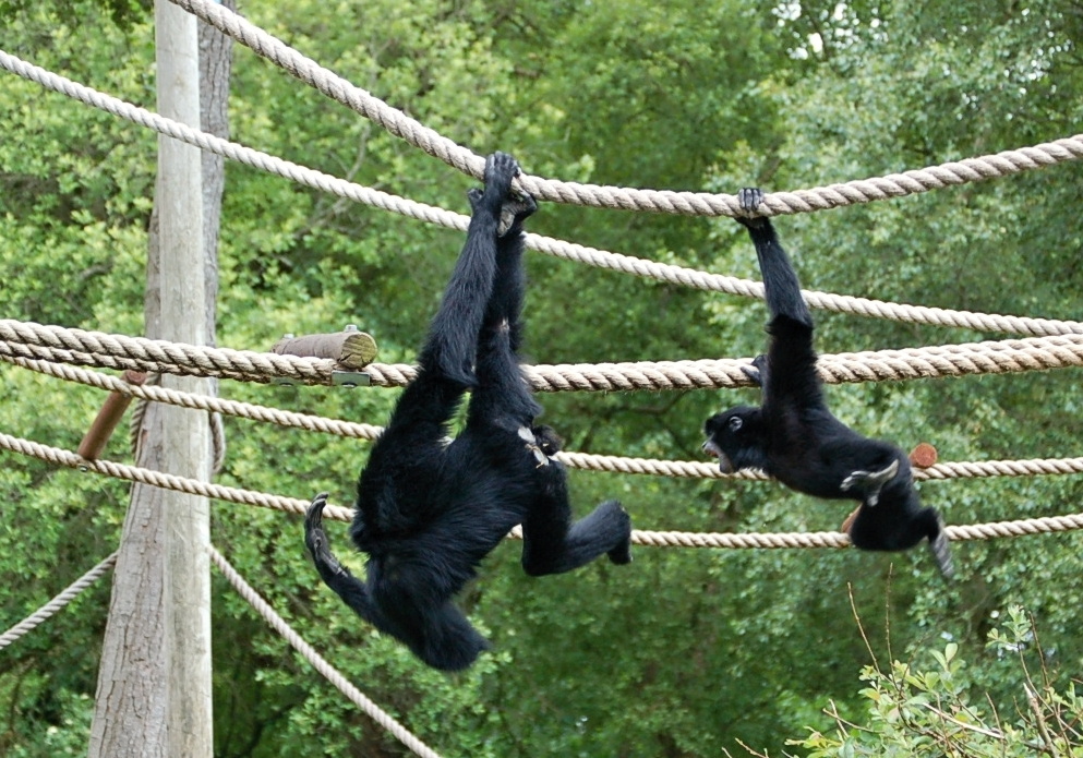 young Siamang Gibbon playing at Fota Wildlife Park