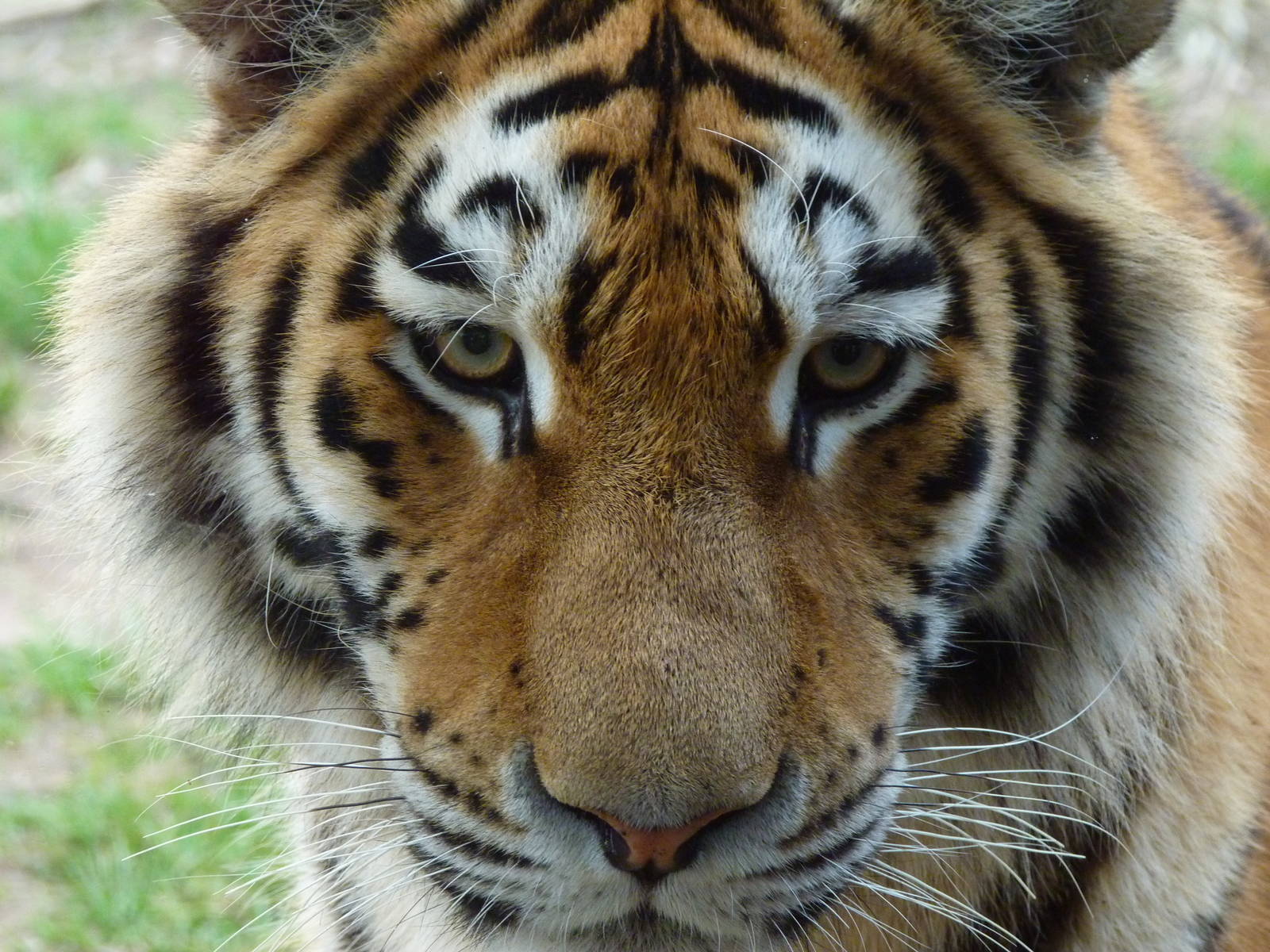 Young Siberian Tiger