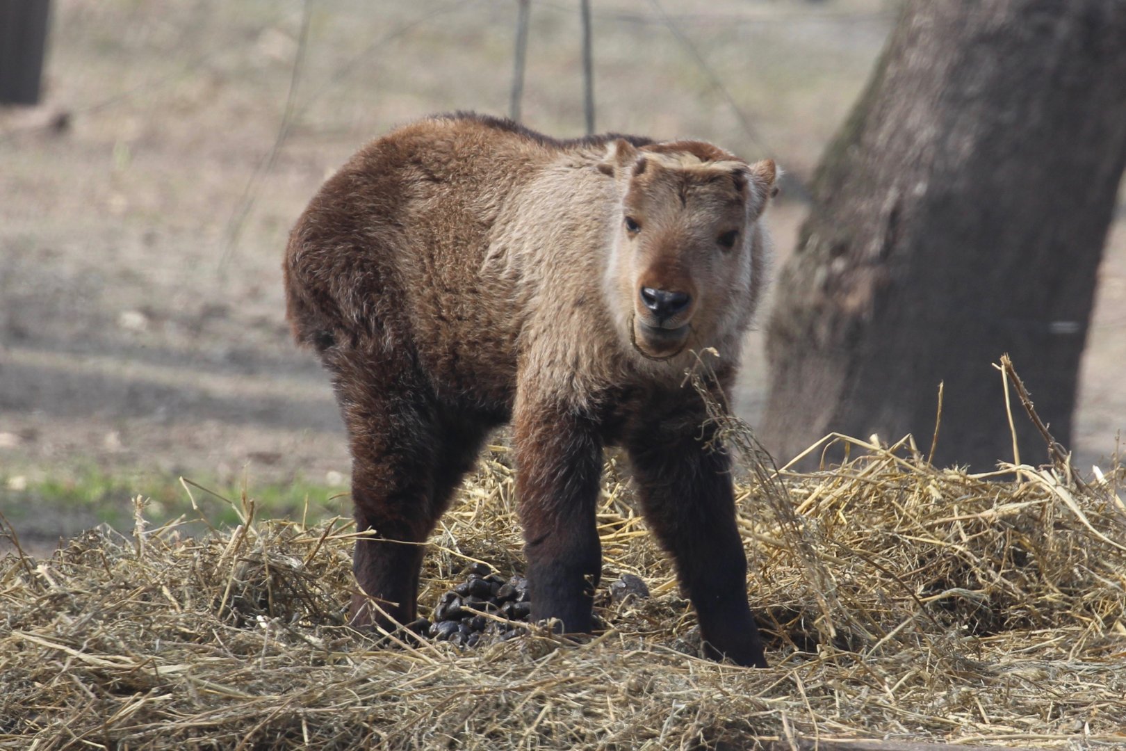Young Sichuan Takin, Berlin Tierpark, April 2019