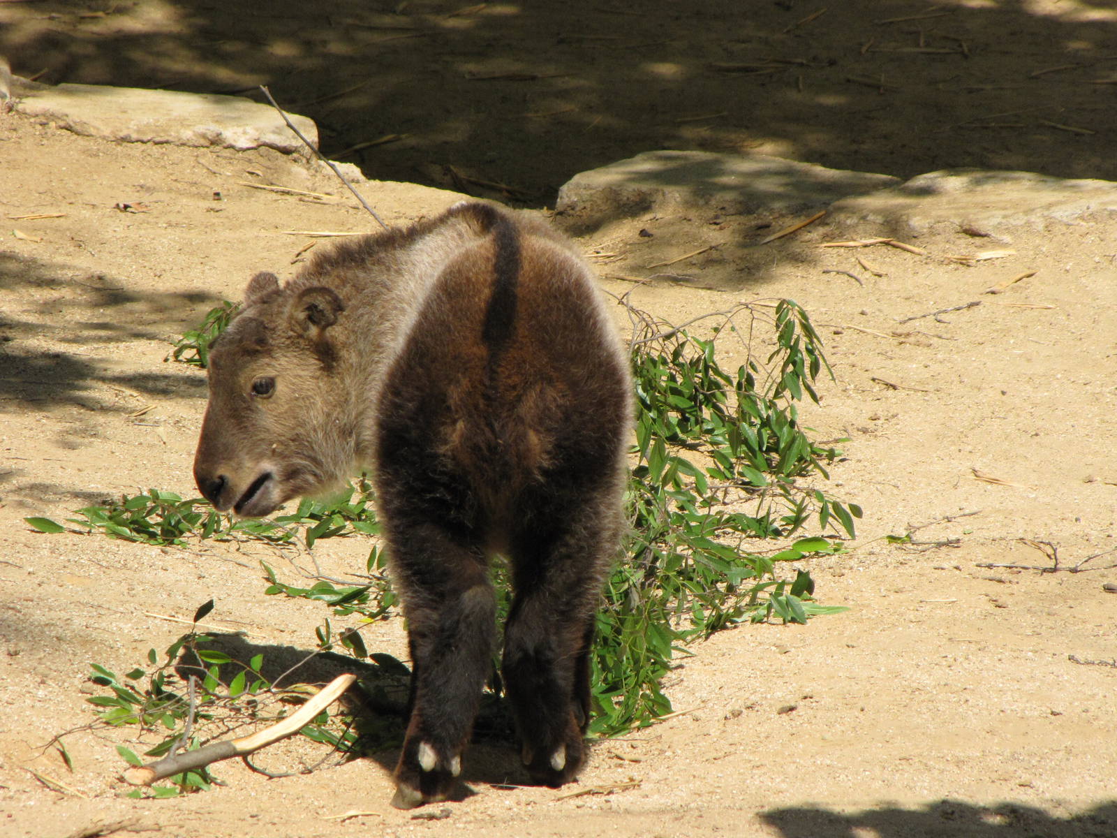 Young Sichuan Takin