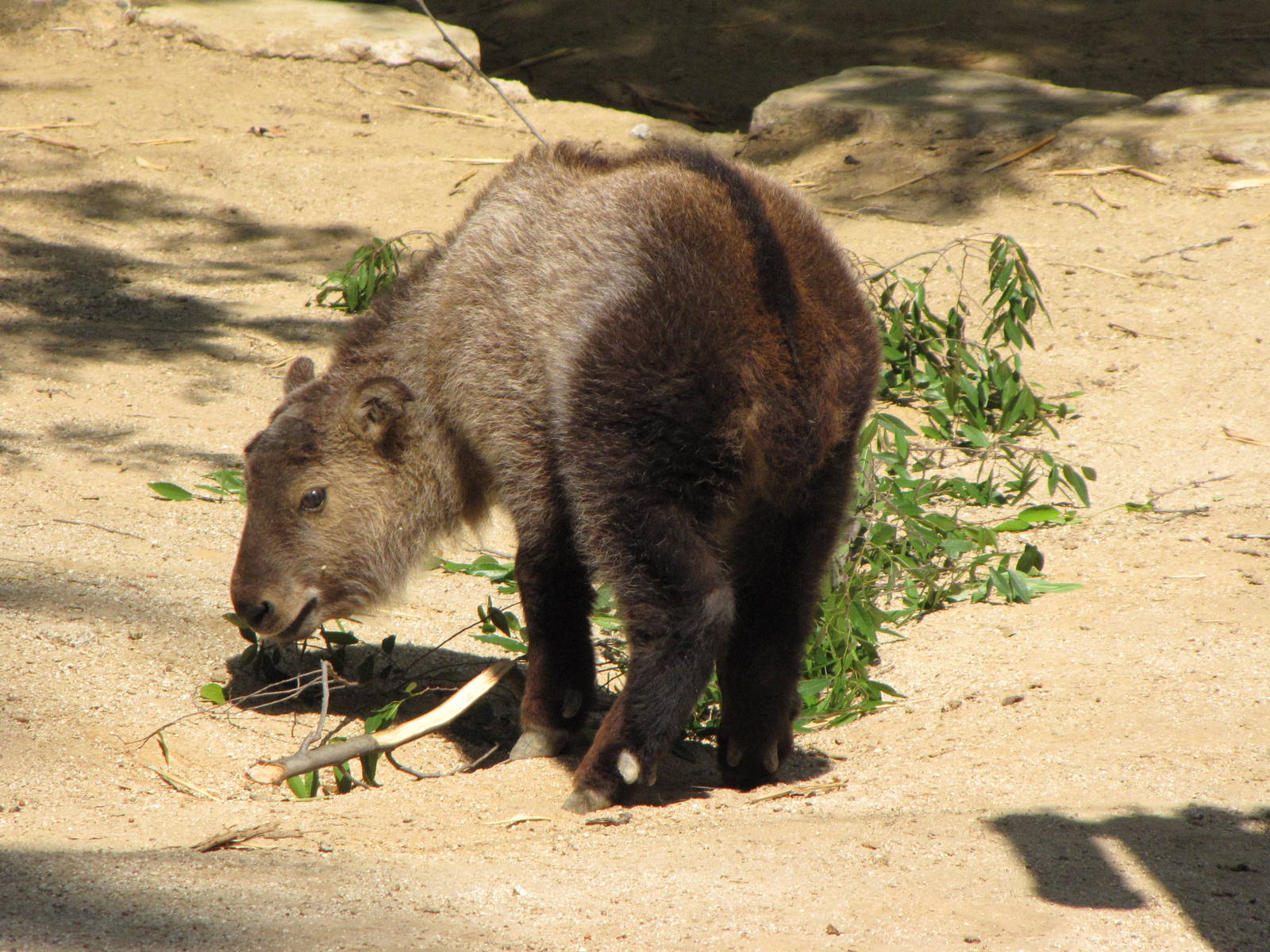 Young Sichuan Takin