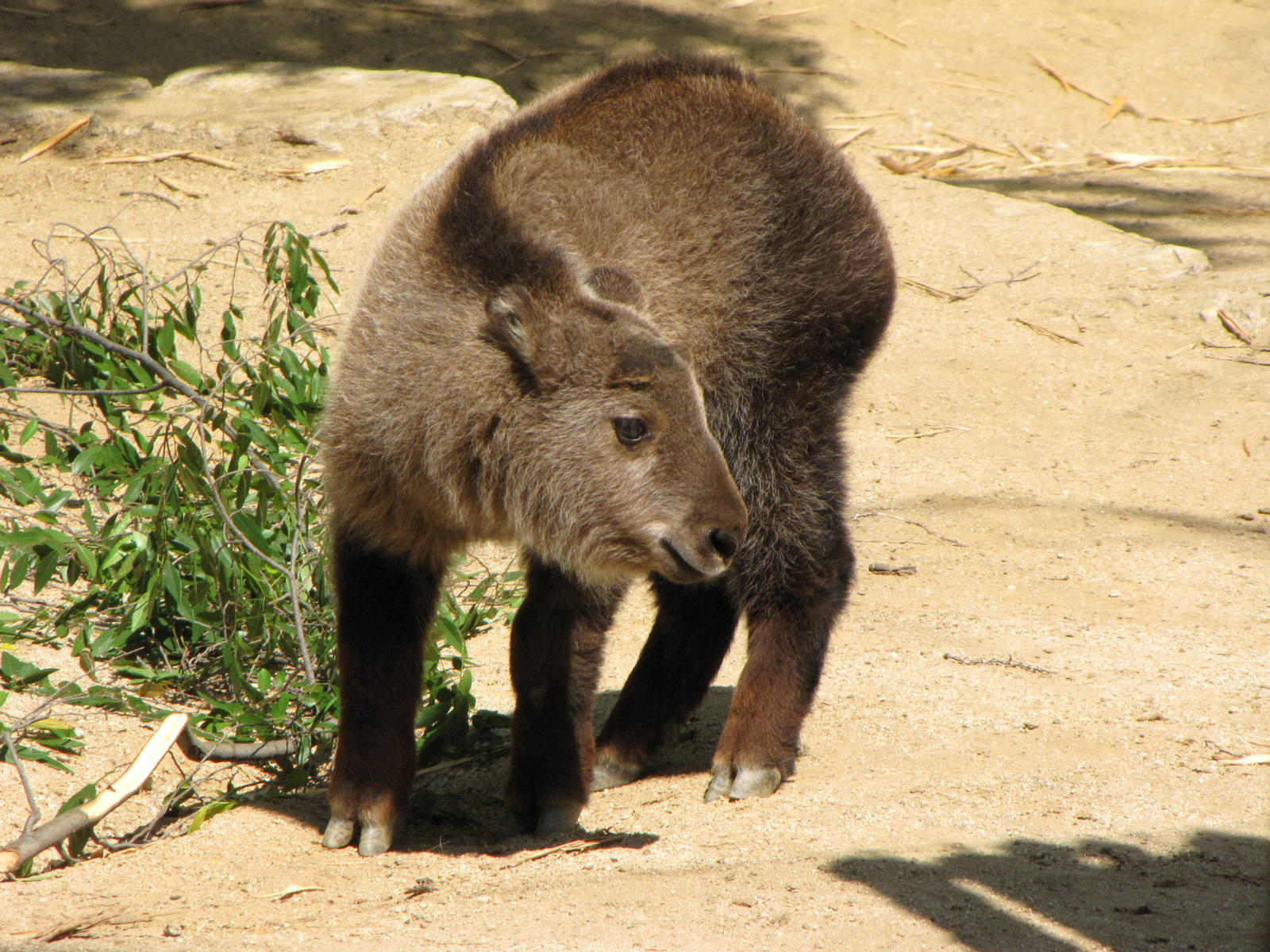 Young Sichuan Takin