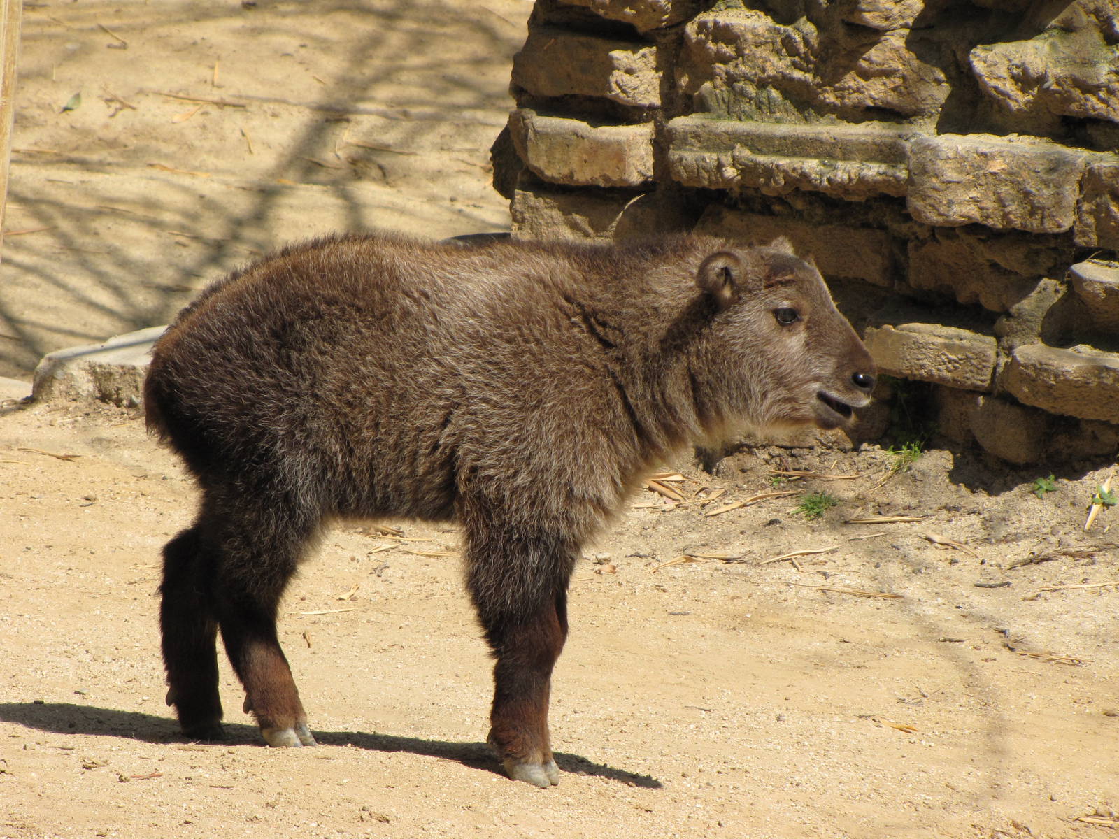 Young Sichuan Takin