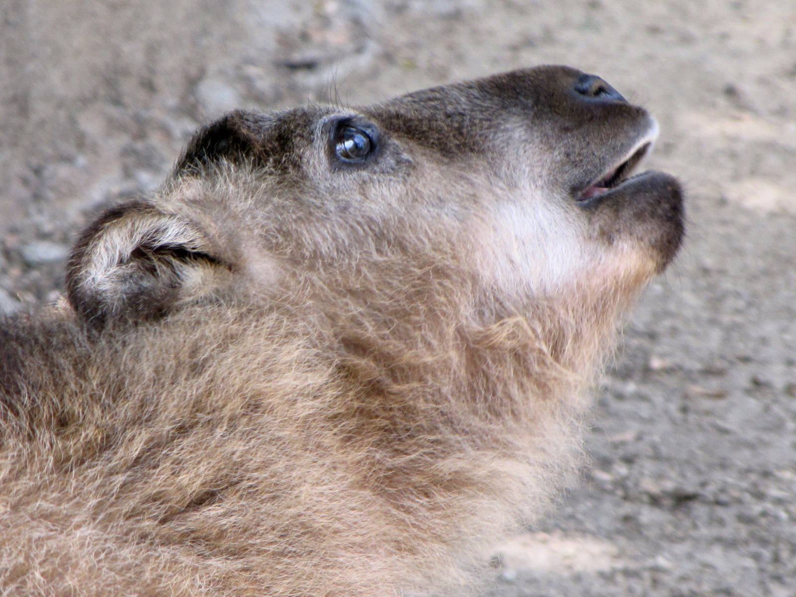 Young Sichuan Takin
