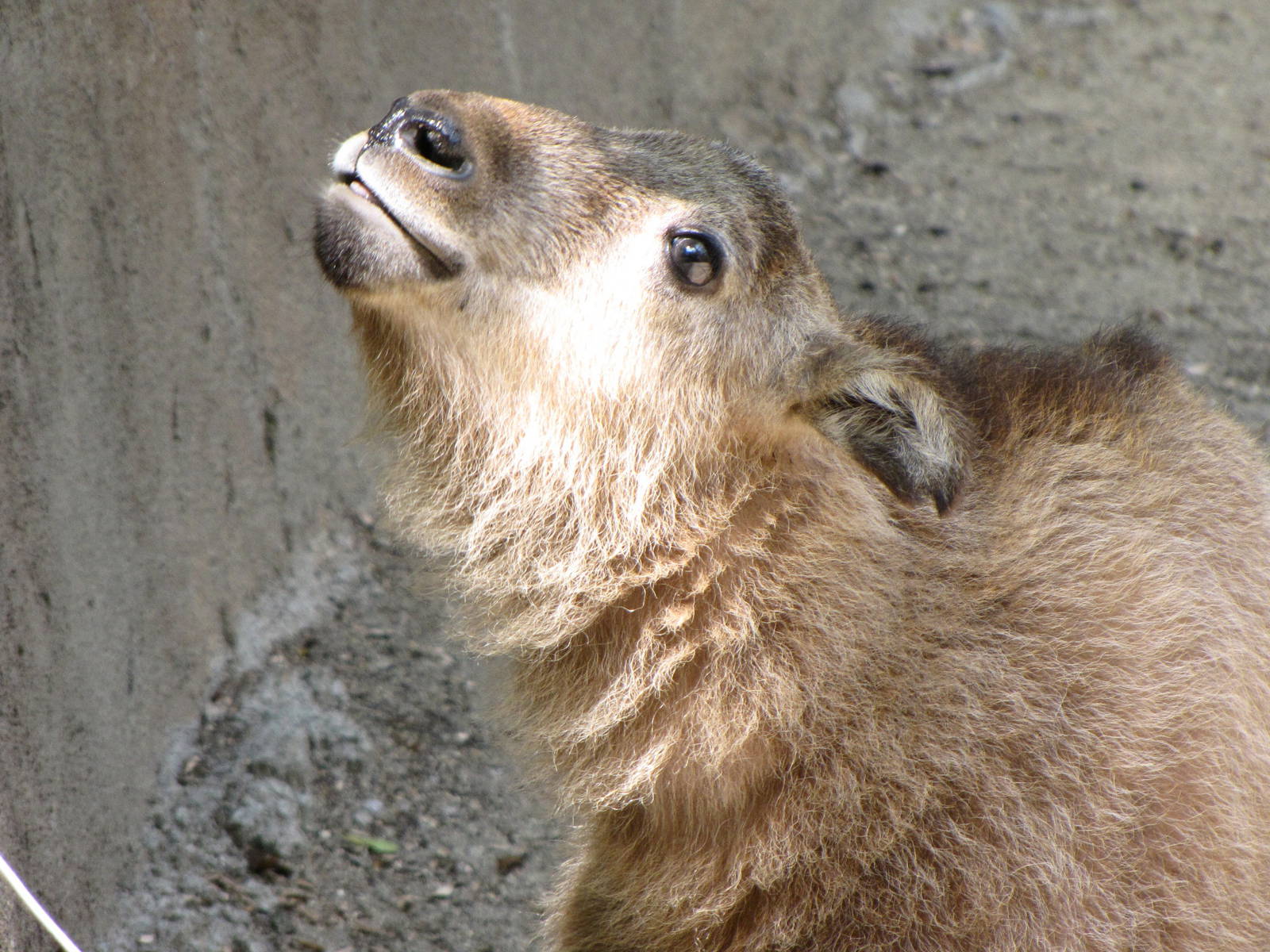 Young Sichuan Takin