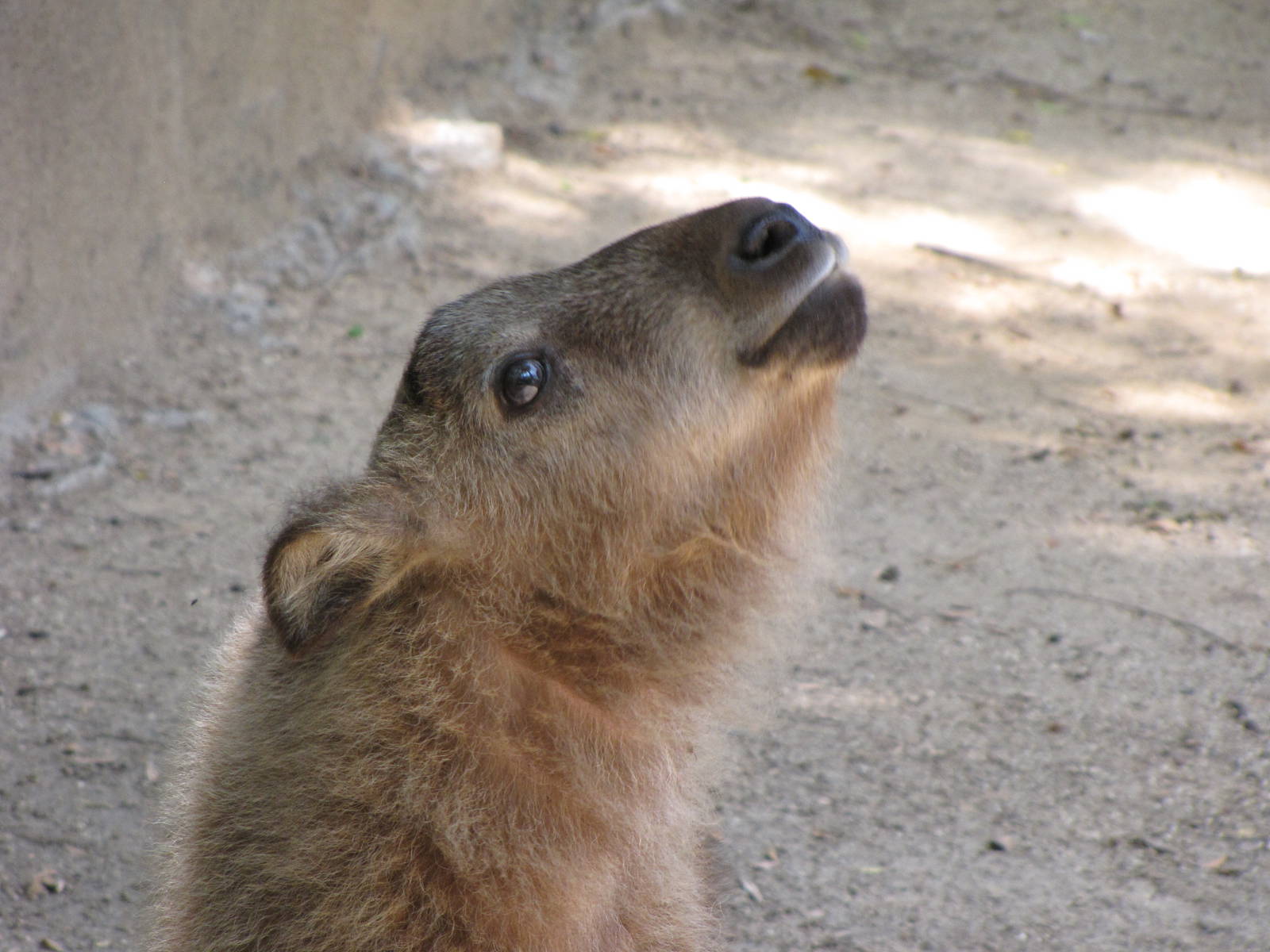 Young Sichuan Takin