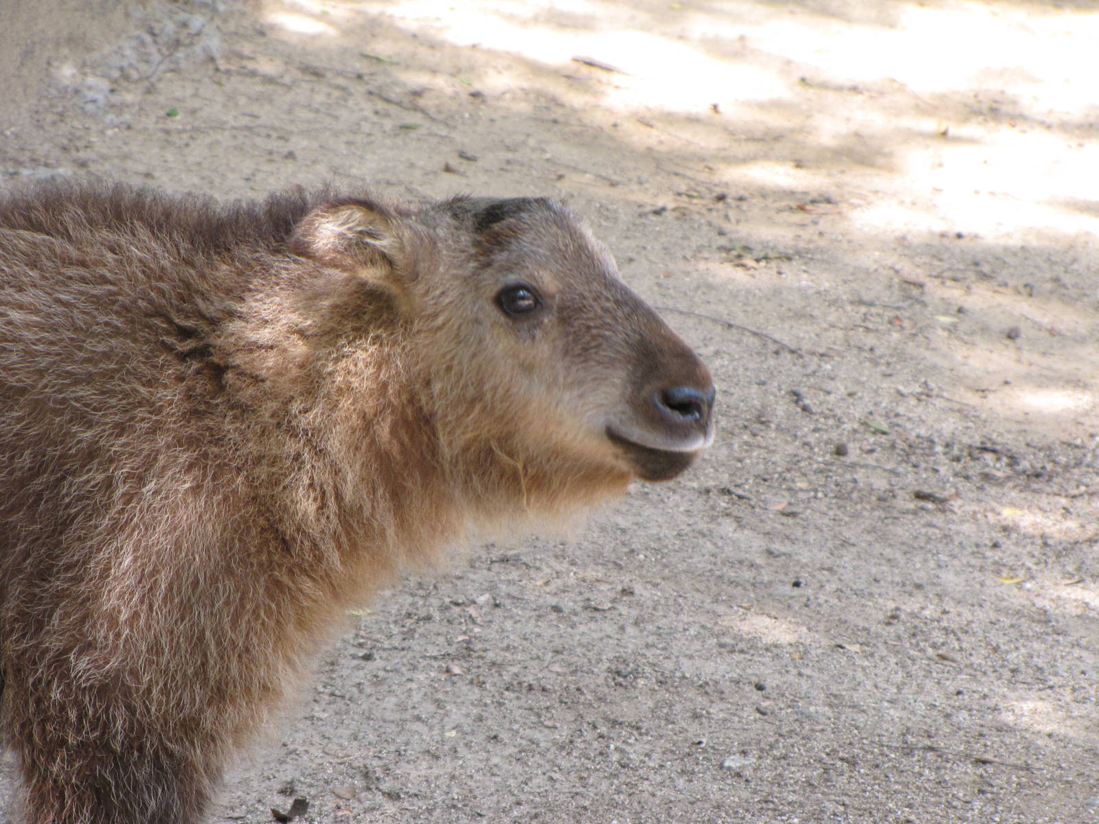 Young Sichuan Takin