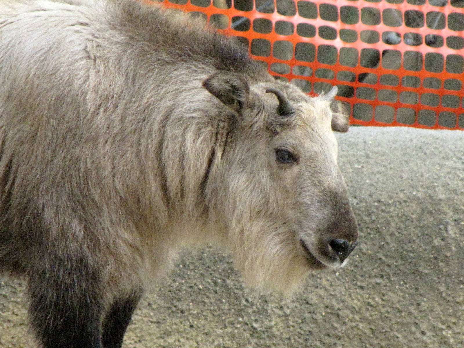 Young Sichuan Takin