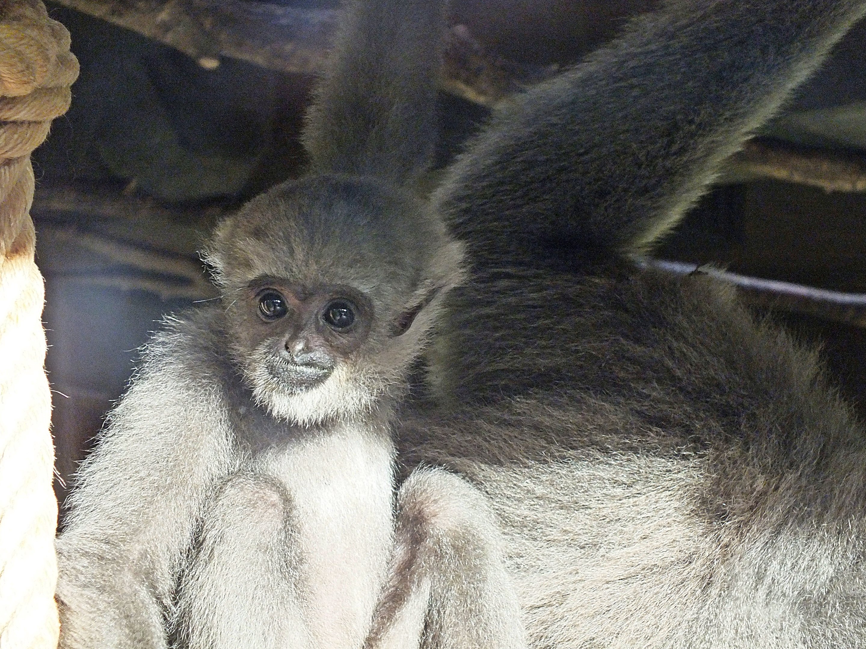 Young silvery gibbon