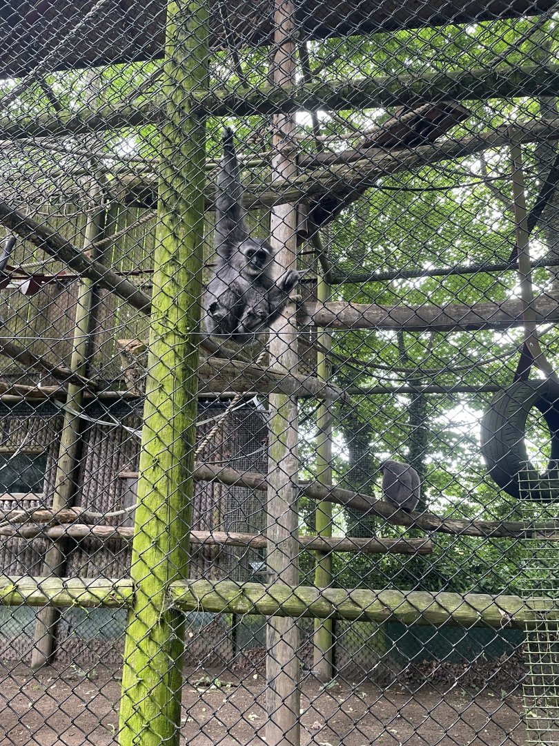 Young Silvery Gibbon