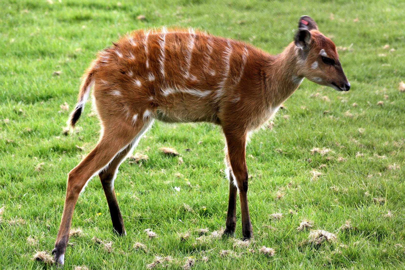 Young sitatunga; Whipsnade; 19th April 2014