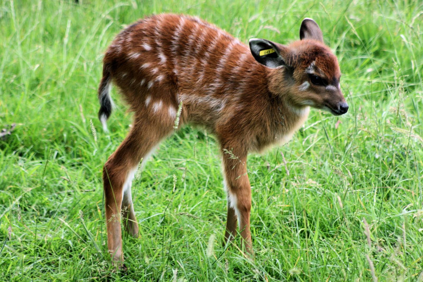 Young sitatunga; Whipsnade; 27th June 2015