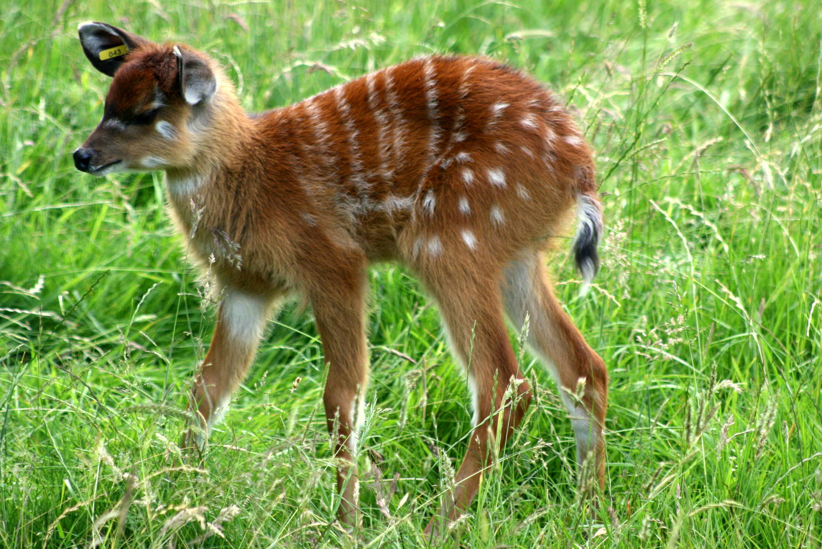 Young sitatunga; Whipsnade; 27th June 2015