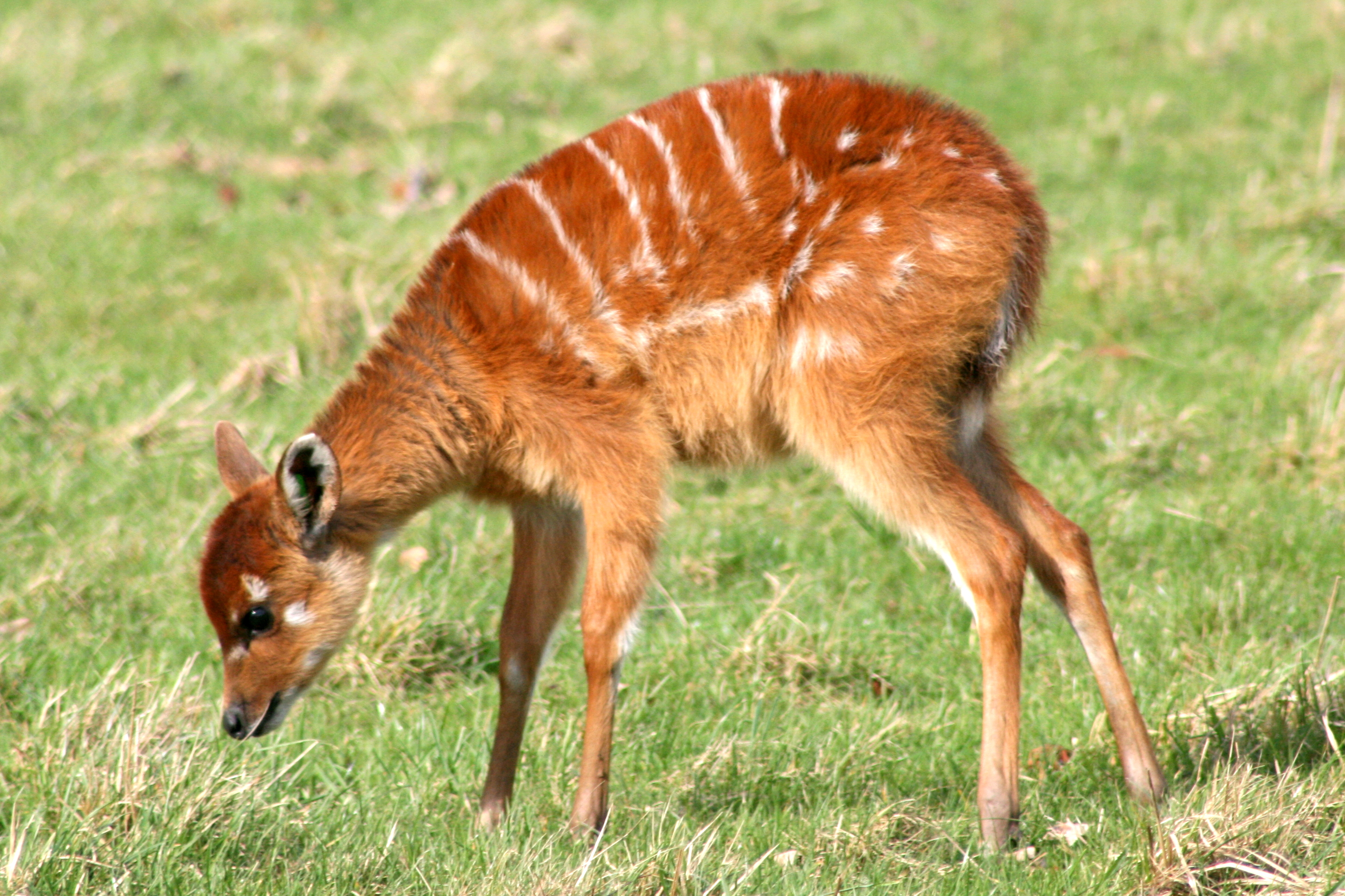 Young Sitatunga; Whipsnade; 4th March 2017