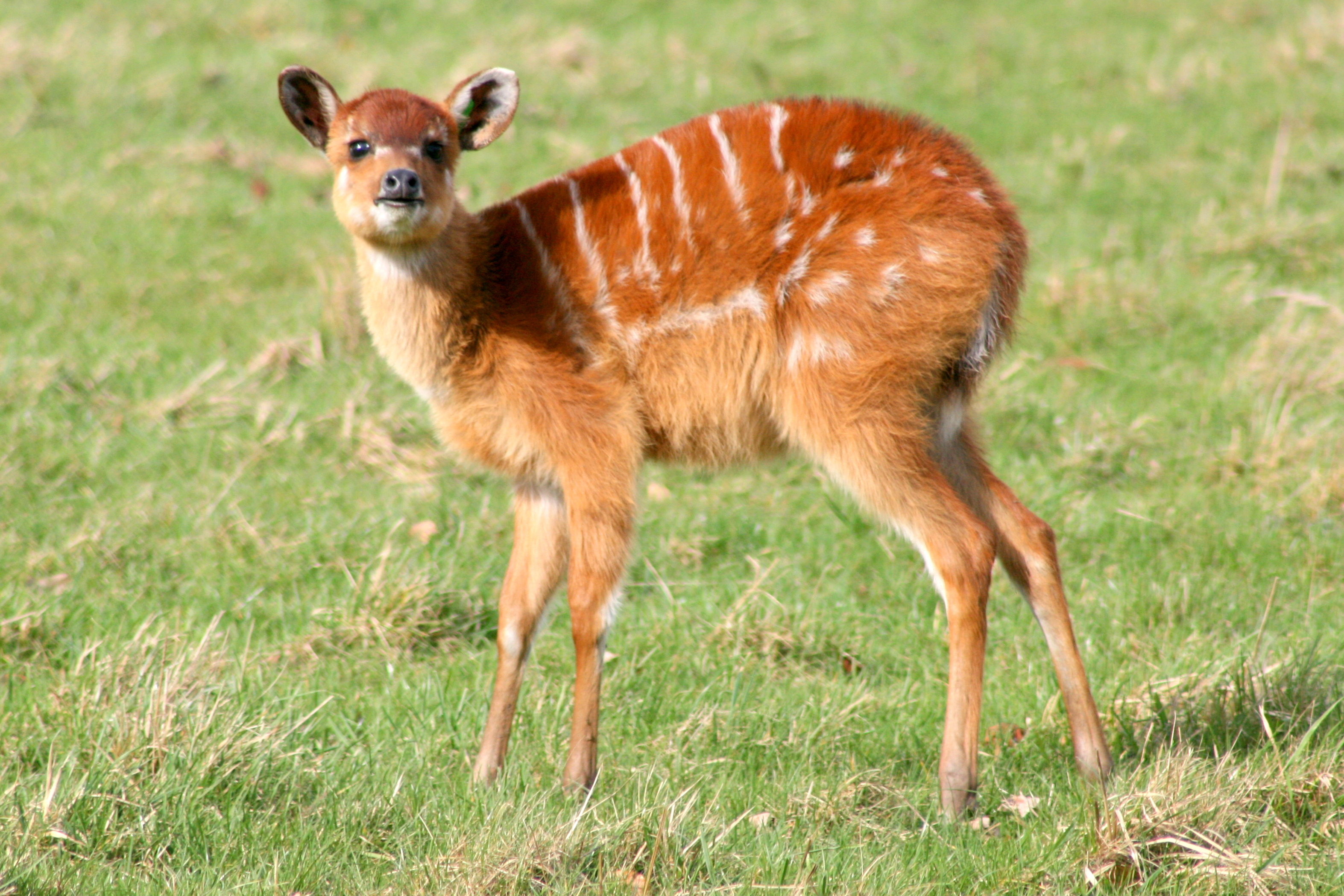 Young Sitatunga; Whipsnade; 4th March 2017