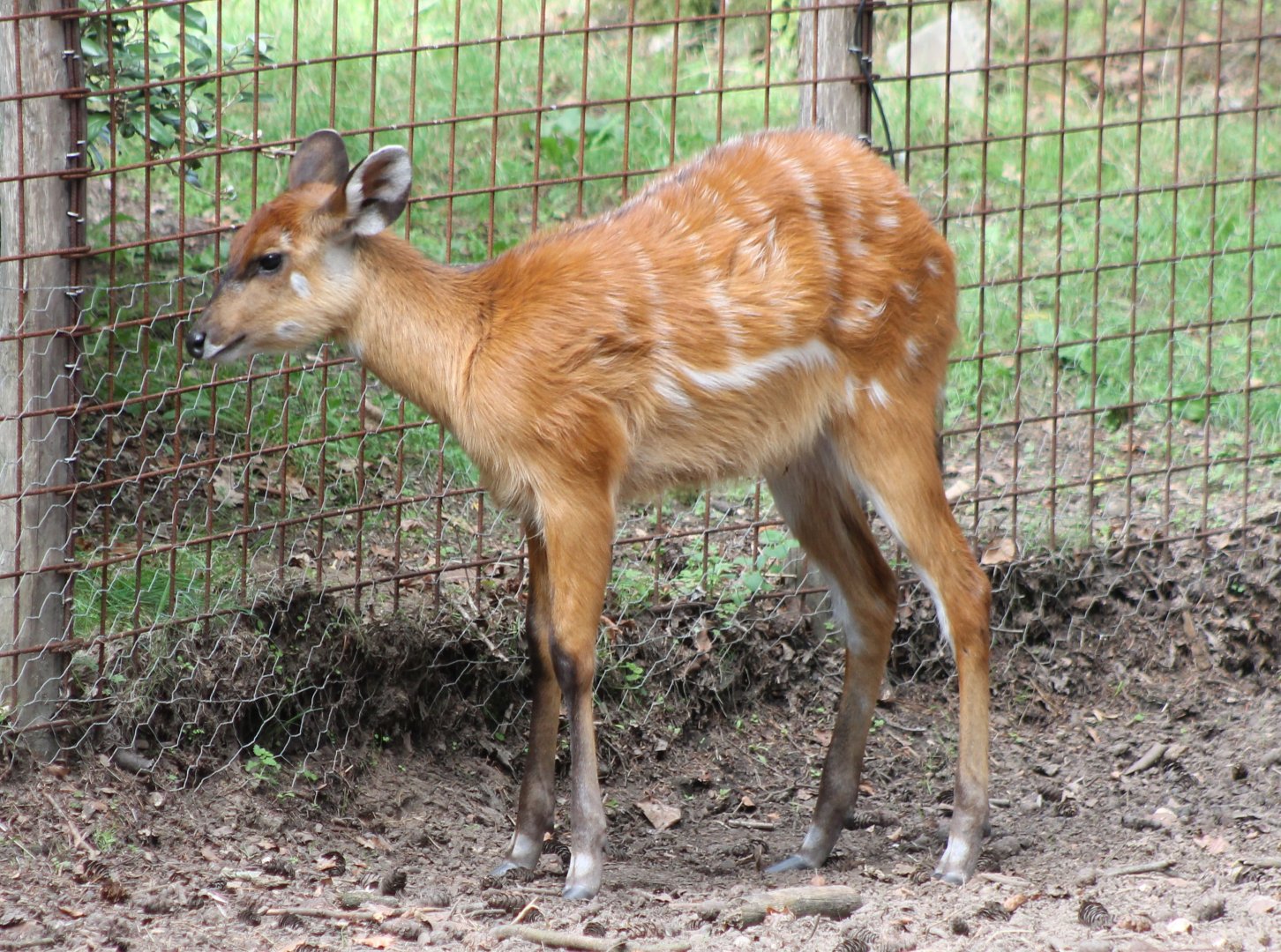 Young Sitatunga