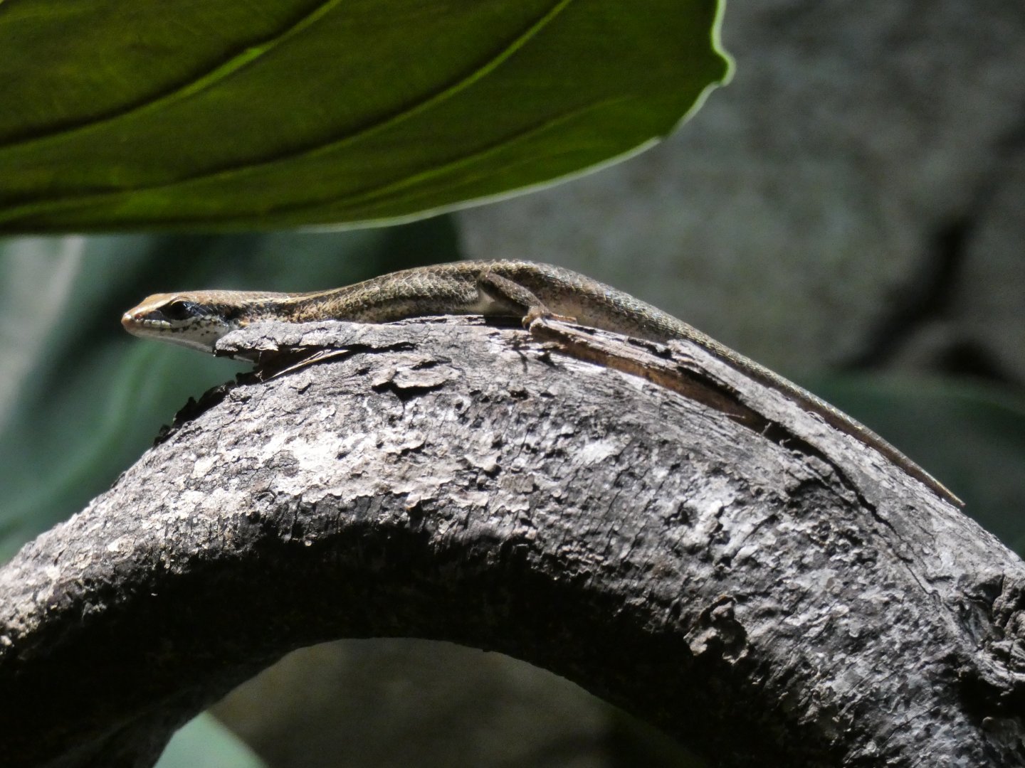 Young Skink
