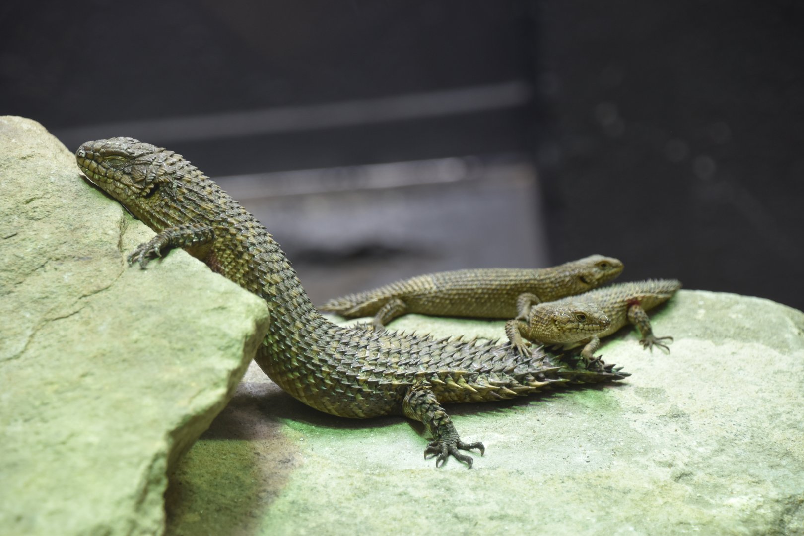 Young skinks and their parent