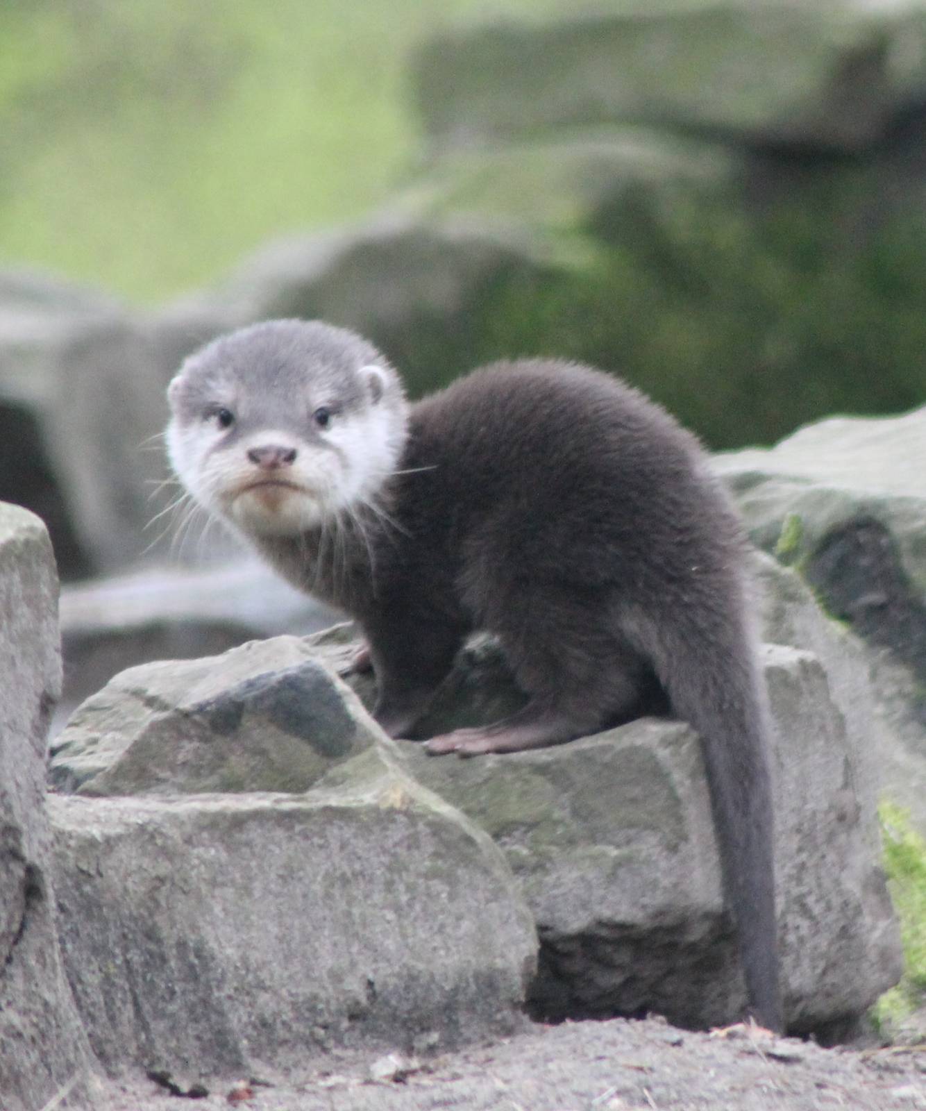 Young Small-clawed otter