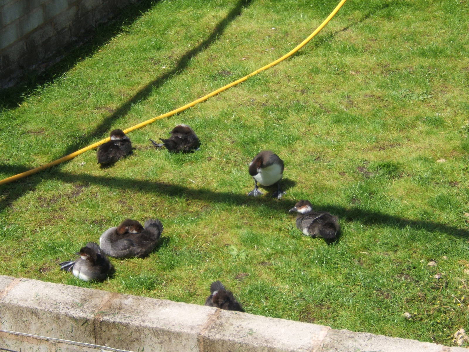 Young Smew in rearing pens