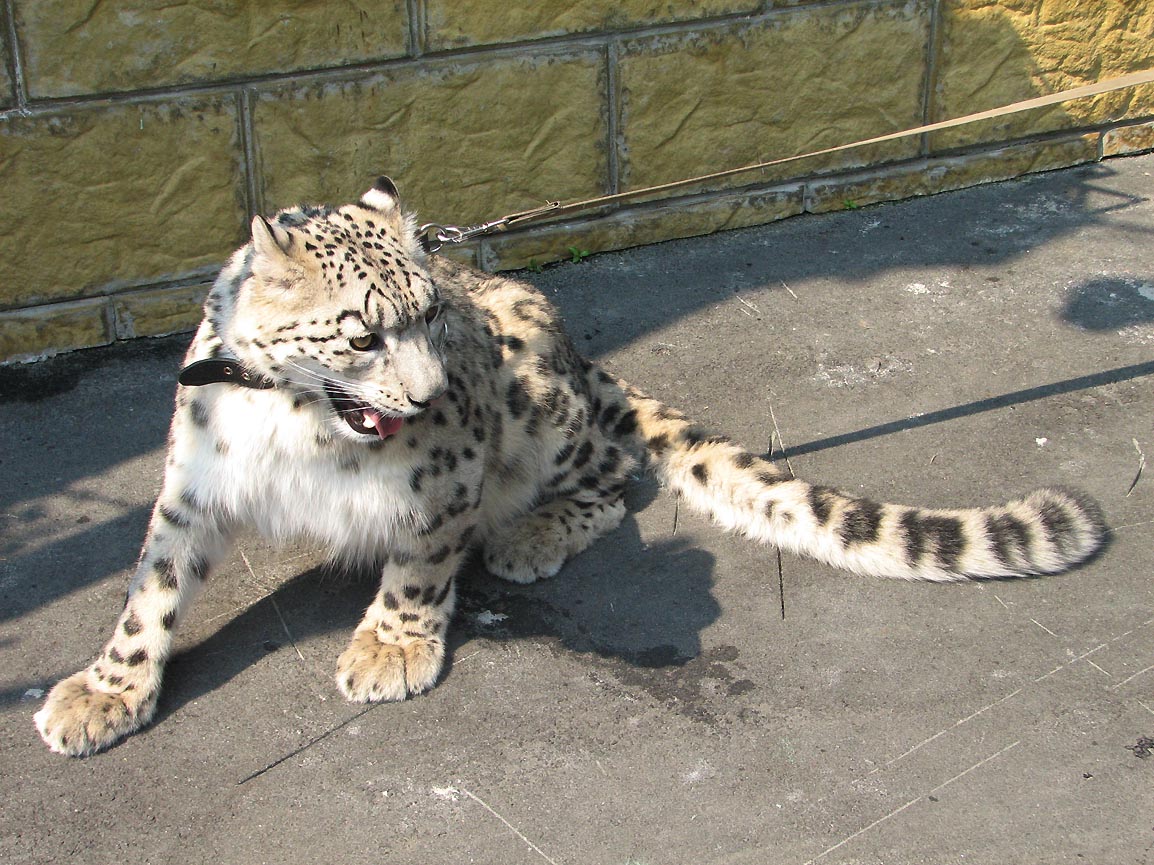 Young snow leopard female