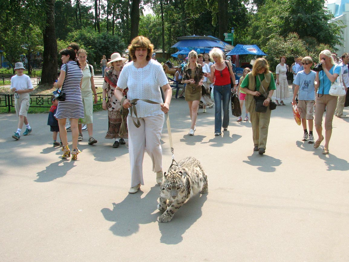 Young snow leopard female
