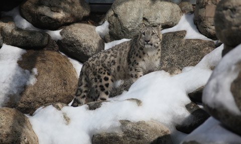 young snow leopard in snow