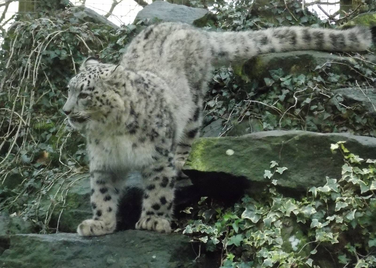 Young snow leopard